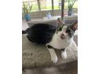 Adopt Pip a Brown Tabby American Shorthair / Mixed (short coat) cat in Bryan