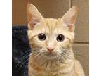 Adopt Sparkle a Orange or Red Tabby Domestic Shorthair (short coat) cat in