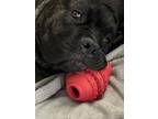 Adopt Winnie a Brindle Cane Corso / Mixed dog in Livermore Falls, ME (41558954)