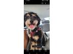 Adopt Rizi a Black - with Tan, Yellow or Fawn Maltipoo / Mixed dog in Gilbert
