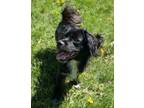 Adopt Janey a Pomeranian / Mixed dog in Grand Forks, ND (41555342)