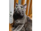 Adopt Daisy a Gray or Blue Domestic Shorthair / Mixed (short coat) cat in