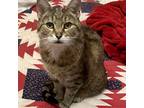Adopt Lucy a Brown Tabby Tabby / Mixed (short coat) cat in Coraopolis