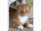 Adopt Chirpa a Domestic Shorthair / Mixed (short coat) cat in North Fort Myers
