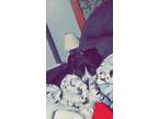 Adopt Lily a Black - with White Labrador Retriever / American Pit Bull Terrier /