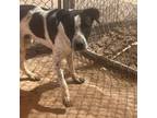 Adopt Duke a English Pointer, Boxer