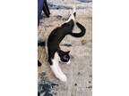 Adopt Buzz a Black & White or Tuxedo American Shorthair / Mixed (short coat) cat