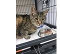 Adopt Nubbins a Domestic Shorthair / Mixed (short coat) cat in Ridgely