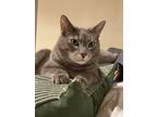 Adopt Kiko a Gray, Blue or Silver Tabby Domestic Mediumhair / Mixed (medium