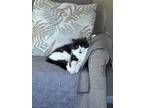 Adopt Piper a White (Mostly) Calico / Mixed (medium coat) cat in Grand Blanc