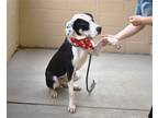 Adopt Gucci a Black - with White Great Dane / Mixed dog in McKinney