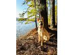 Adopt Chip a Tan/Yellow/Fawn - with Black German Shepherd Dog / Dutch Shepherd /