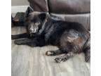 Adopt Berry a Chow Chow