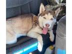 Adopt Addie Urgent a Husky / Mixed dog in Scottsboro, AL (41559107)
