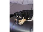Adopt Cooper a Black - with Tan, Yellow or Fawn Labrador Retriever / Terrier