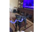 Adopt Smokey a Black Mutt / Labradoodle / Mixed dog in Clemmons, NC (41559104)