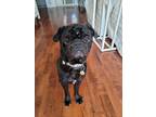Adopt Theo a Black Pug dog in Kelowna, BC (41559100)