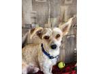 Adopt Barton a White Miniature Poodle dog in Kelowna, BC (41559099)