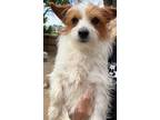 Adopt Theodore a Jack Russell Terrier dog in Windsor, CO (41559019)