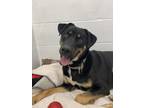 Adopt Salem a German Shepherd Dog / Siberian Husky / Mixed dog in Greater