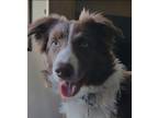 Adopt Watson a White - with Red, Golden, Orange or Chestnut Border Collie /