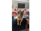 Adopt Lola a Black - with Tan, Yellow or Fawn German Shepherd Dog / Mixed dog in