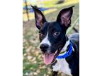 Adopt Ivory (In Training) a Black Boxer / Mixed Breed (Medium) / Mixed (short