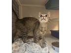 Adopt Korra a Gray or Blue Domestic Shorthair / Mixed Breed (Medium) / Mixed