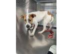 Adopt Baby Star a White Terrier (Unknown Type, Medium) / Mixed Breed (Medium) /