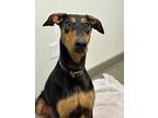 Adopt Dixie a Black - with Brown, Red, Golden, Orange or Chestnut Doberman
