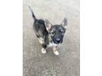 Adopt Otter a Black - with Tan, Yellow or Fawn German Shepherd Dog / Husky /