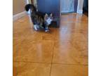 Adopt Nala a Brown or Chocolate Tabby / Mixed (long coat) cat in Bakersfield