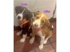 Adopt Millie a Tan/Yellow/Fawn - with White Beagle / Mixed dog in Brunswick