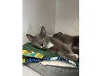 Adopt Tomato a Gray or Blue Domestic Shorthair / Mixed Breed (Medium) / Mixed