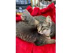 Adopt Muriel a Gray, Blue or Silver Tabby Domestic Mediumhair cat in Wake