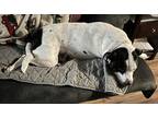 Adopt Ash a White - with Black Mutt / Mixed dog in Houston, TX (41558962)