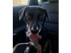 Adopt Annie a Black - with White Beagle / Labrador Retriever / Mixed dog in