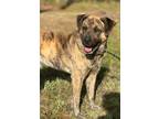 Adopt Frazier a Brindle Plott Hound / Labrador Retriever / Mixed dog in