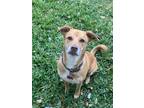 Adopt Lolo a Red/Golden/Orange/Chestnut Labrador Retriever / Vizsla / Mixed dog