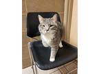 Adopt Trigger a Gray or Blue Domestic Shorthair / Mixed Breed (Medium) / Mixed