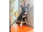 Adopt Cricket a Black - with Tan, Yellow or Fawn German Shepherd Dog / Husky /