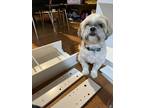 Adopt Pua a Tan/Yellow/Fawn - with White Shih Tzu / Mixed dog in Castle Rock