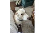 Adopt Izzy a White - with Brown or Chocolate Thai Ridgeback / Labrador Retriever