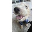 Adopt Luigi a Tan/Yellow/Fawn - with White Schnauzer (Standard) / Shih Tzu /