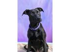 Adopt Ophelia a Belgian Shepherd / American Pit Bull Terrier / Mixed dog in