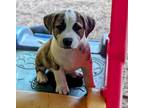 Adopt Milo a Brindle - with White Labrador Retriever / Mixed Breed (Medium) /