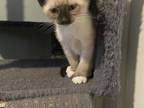 August 26th Litter Siamese