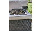 Adopt Blarney a Labrador Retriever