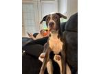 Adopt Chevy a American Staffordshire Terrier / American Pit Bull Terrier / Mixed