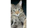 Adopt Bonnie a Black (Mostly) American Shorthair / Mixed (medium coat) cat in
